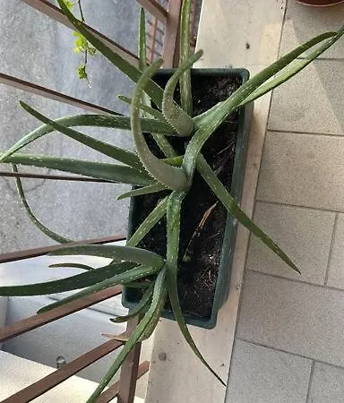 Daire Fuoriporta Affitti Brevi - Borgo Maria Luigia