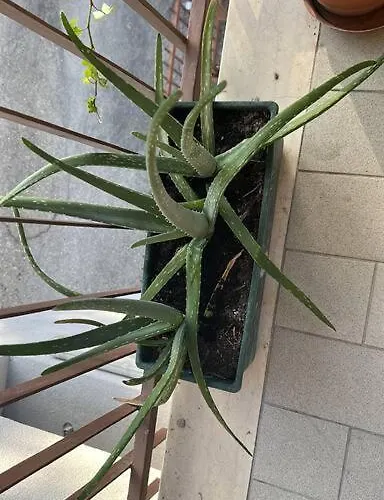 Lejlighed Fuoriporta Affitti Brevi - Borgo Maria Luigia